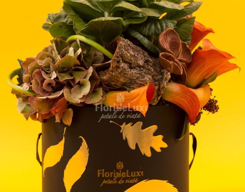 floridelux toamna