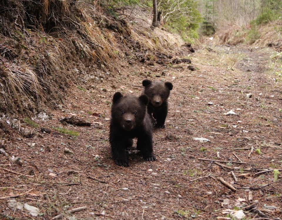 WWF România angajează un purtător de cuvânt pentru ursuleții orfani